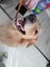 力狼（LILANG）狗粮纯然幼犬成犬牛肉粒双拼40斤德牧金毛小型中大型通用犬粮20kg 实拍图