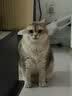 卫仕时光粮关键营养LA20肠胃护理成猫粮猫干粮 长寿猫源菌修肠道1.5kg 实拍图