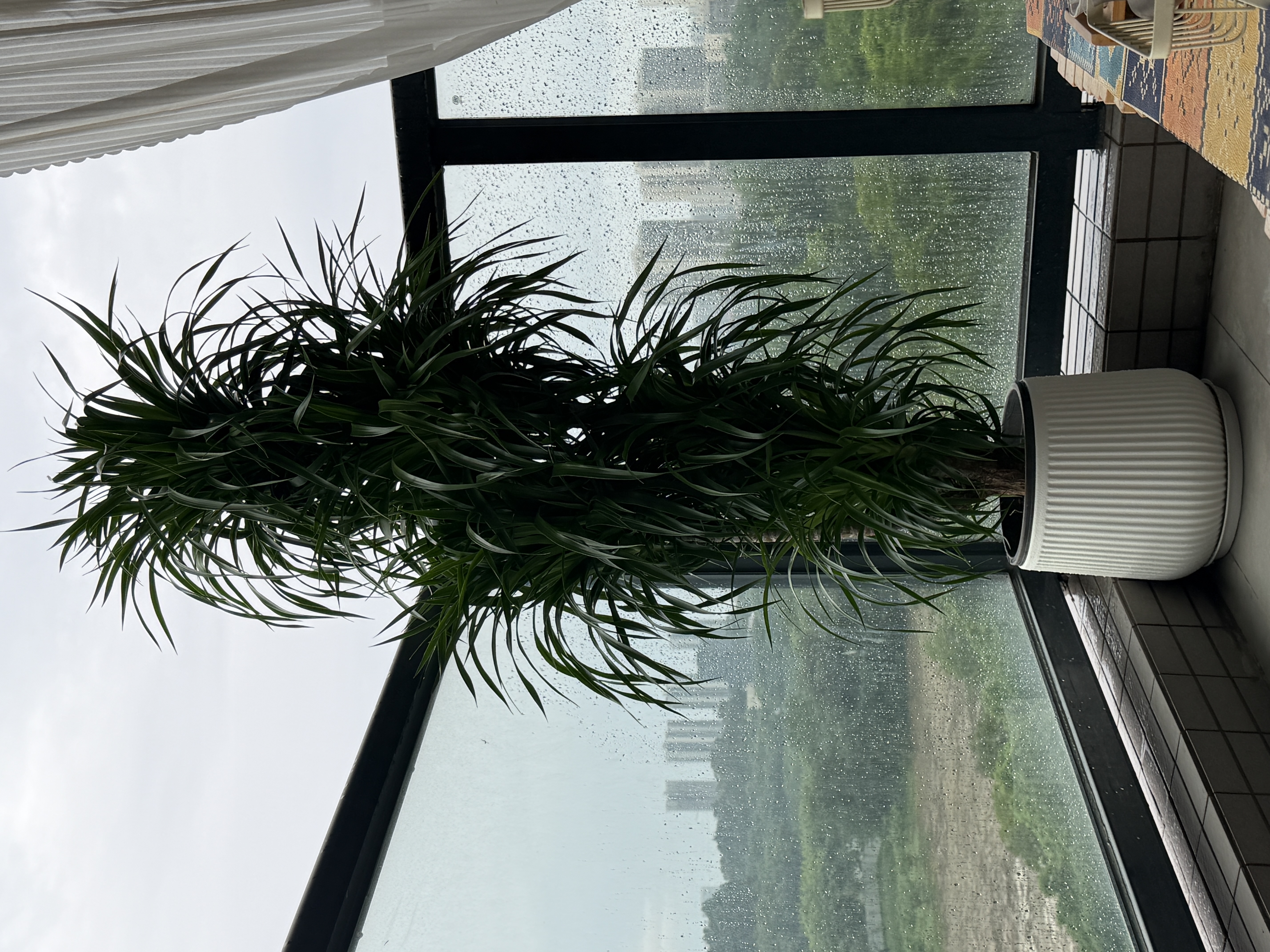 爱优尚龙血树绿植盆栽龙须树室内办公室客厅造型大型落地植物源头直发 实拍图