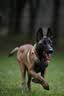 拉夫威尔ruffwear福朗特狗狗项圈遛狗绳成犬小型犬通用柯基狗狗链子 峡谷红 M 晒单实拍图