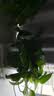 京东绿植绿萝盆栽除甲醛花卉绿植办公室180款加仑自吸水盆8盆装源头直发 实拍图