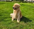伯纳天纯鸭肉梨冻干三拼全价狗粮中大型犬小型犬成年犬粮10kg/20斤 实拍图