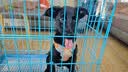 网易严选犬粮 全价冻干三拼鸡肉狗粮幼犬成犬小型中大型犬通用金毛 2kg 实拍图