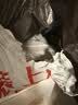 法米娜进口鸭肉南瓜味成猫粮1.5kg 天然无谷低卡低敏猫粮 实拍图