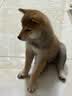 疯狂小狗宠物狗狗零食磨牙棒牛皮卷中大型幼犬成犬 大号甜甜圈80g*3 实拍图