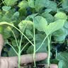 寿禾寿光西兰花苗带土发货秋冬蔬菜苗 西兰花苗9棵源头直发包邮 实拍图