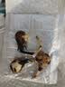 八月新种浓香倒挂金钟花种球驱蚊虫花卉好管理四季好种zsy 混色倒挂金钟*3颗【到手三颗】 实拍图