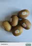 佳沛（zespri）新西兰金奇异果12粒特大果124-146g猕猴桃中秋节礼品送水果礼盒 实拍图