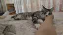 布兰德功能主食猫条结齿清洁口腔湿粮成幼猫全价营养牛肉32支装 实拍图