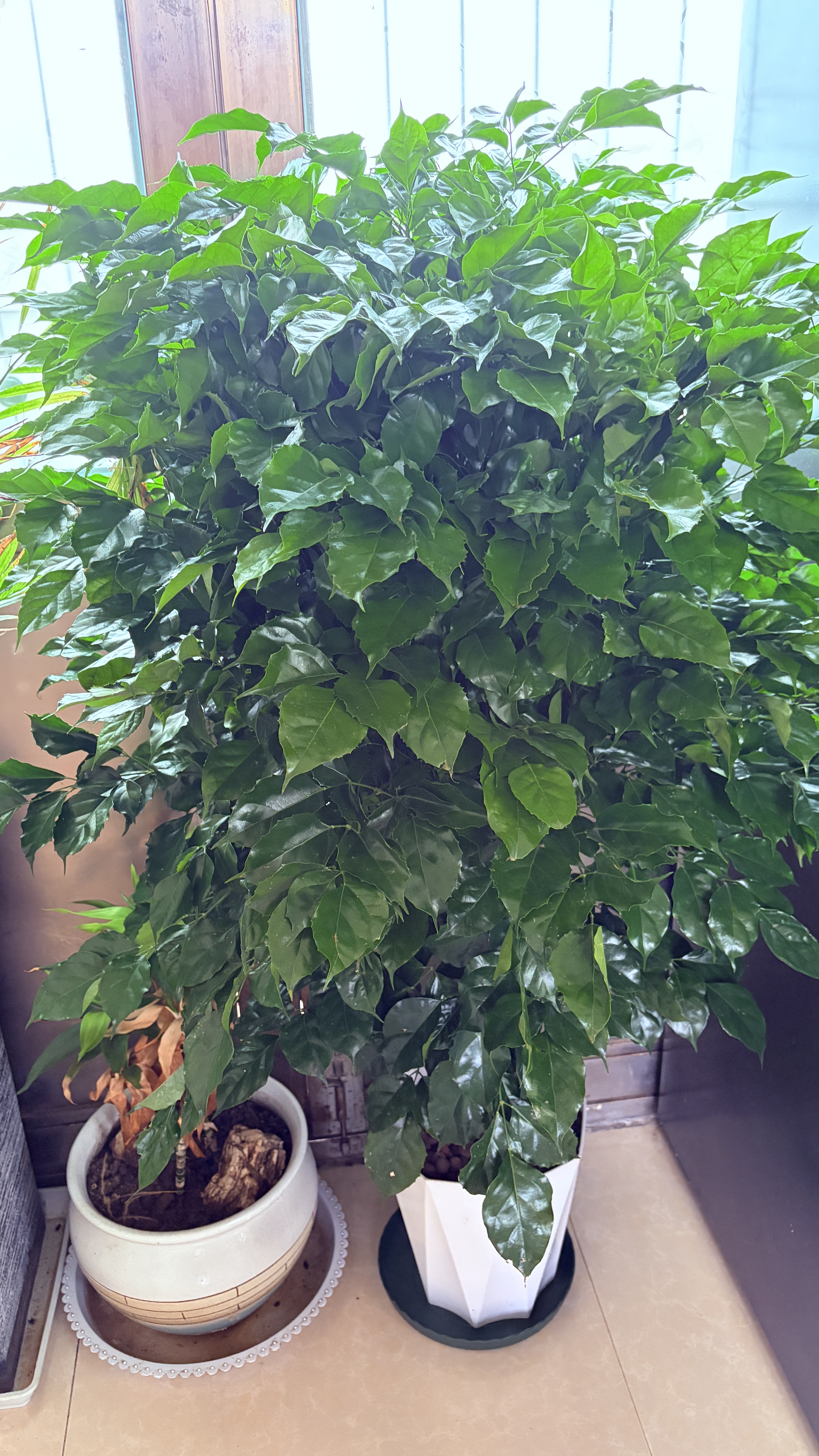 植男植女天堂鸟盆栽客厅室内好养大型落地真绿植办公室植物鹤望兰源头直发 实拍图