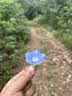 崇芝林【国药药材】黄精五黑粉桑葚黑芝麻黑豆黑米黑枸杞早餐粉600g*3罐 实拍图