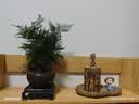 花行榜文竹盆栽绿植物室内客厅中式禅意盆景办公室摆件高端花卉源头直发 实拍图
