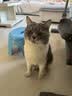 宠德多保定包猫用宠物猫咪剪指甲打针固定包洗澡神器束缚猫咪包洗猫袋 蓝色 L号（55*27cm 适合5-8kg犬猫） 实拍图