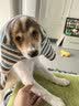 犬瘟检测试纸狗狗犬瘟热细小犬冠状病毒检测纸猫狗狂犬病毒检测卡 犬瘟+细小+冠状组合 1条*3盒 实拍图