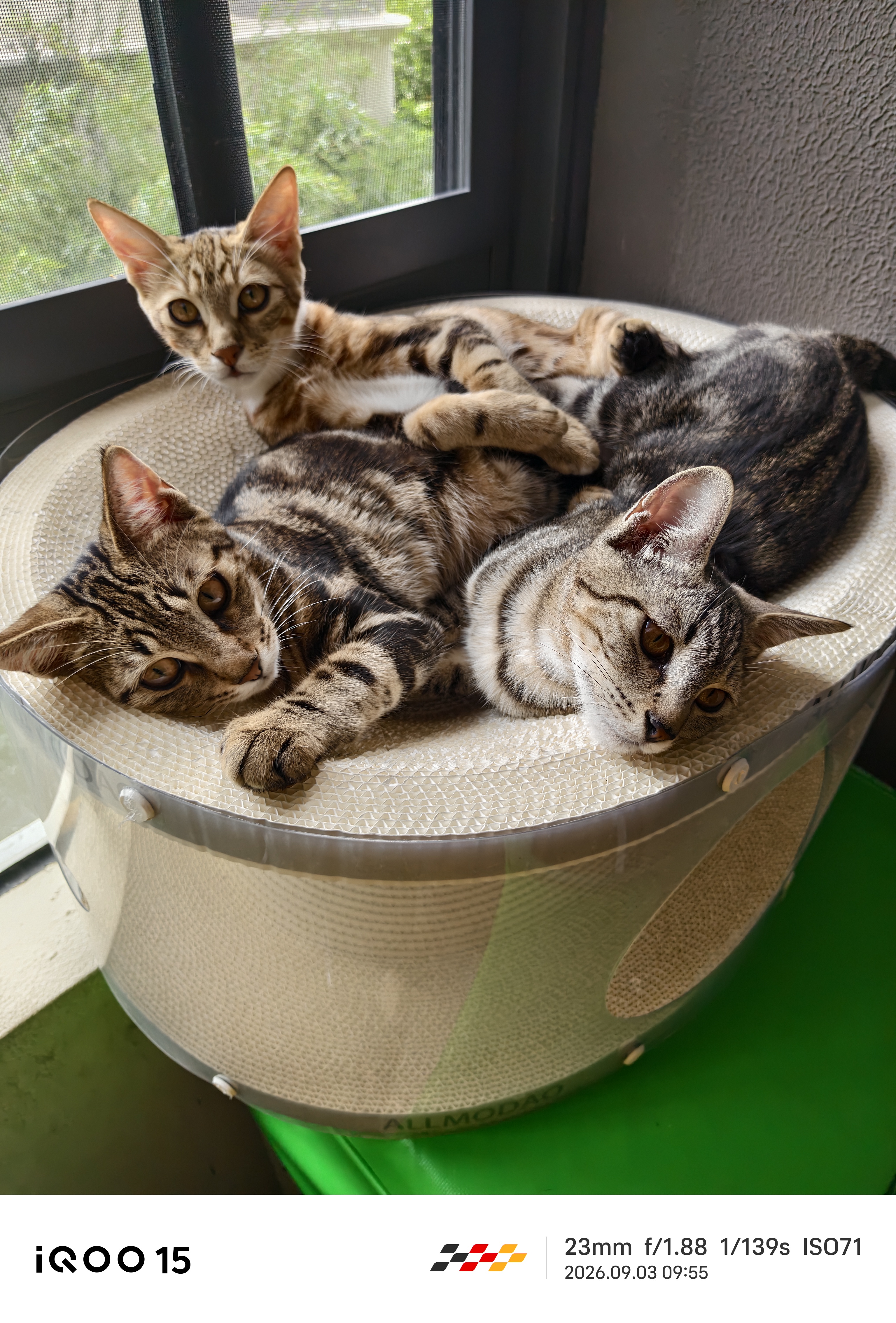 网易严选全价冻干双拼紫金烘焙猫粮 成幼猫高鲜肉护肠胃1.5kg*2 实拍图