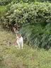 凯锐思天然猫粮成猫粮 鱼肉海洋鱼深海鱼天然粮 成猫20斤【囤货装】 实拍图