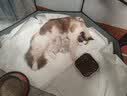 欢宠网猫奶瓶猫咪宠物幼猫幼犬喂奶神器奶嘴喂水喂药器猫咪狗狗小猫小狗 实拍图