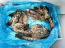 GUO LIAN国联特大号黑虎虾斑节虾无冰盐冻净重2斤20-30只海鲜家宴中秋礼品 实拍图
