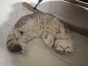 麦富迪猫粮 barf霸弗天然猫粮冻干幼猫粮高蛋白温和养护肠胃鲜鸡肉1.8kg 实拍图