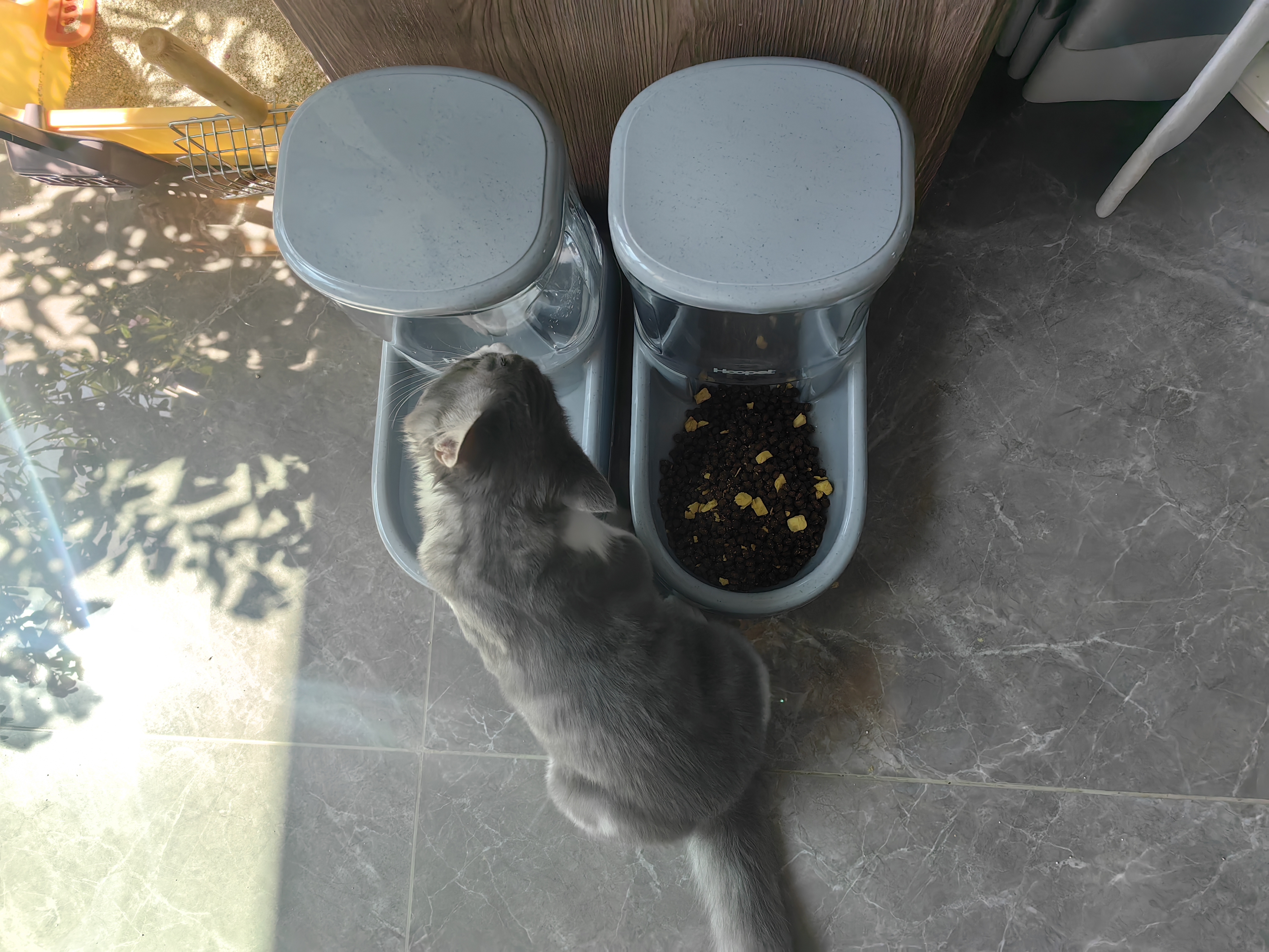 华元宠具超大容量宠物自动喂食器狗狗饮水机狗盆猫碗喂水猫咪投食器套装 实拍图
