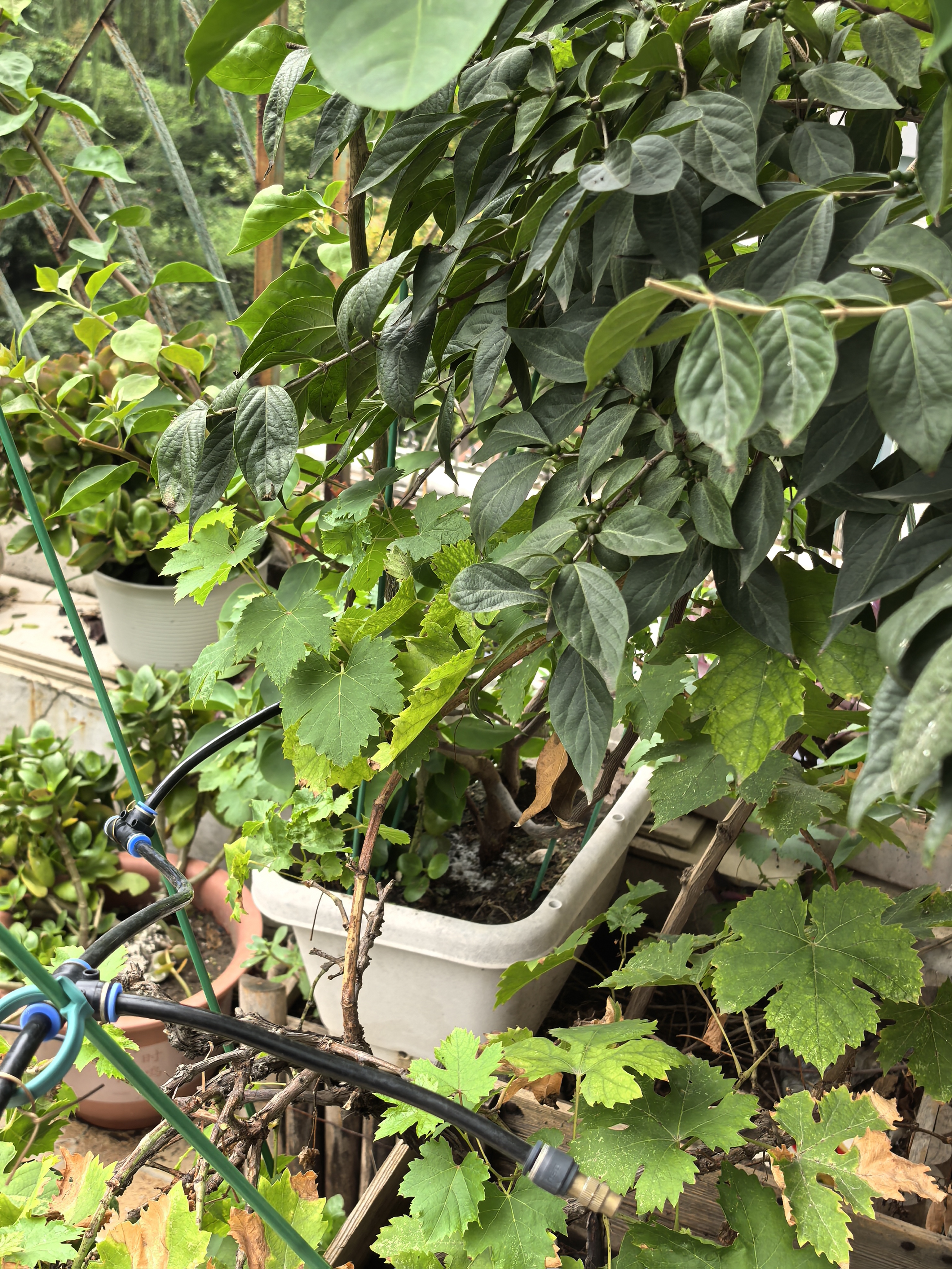 史丹利花盆家用树脂塑料盆栽加厚多肉月季阳台庭院加仑盆象牙白高140mm 实拍图