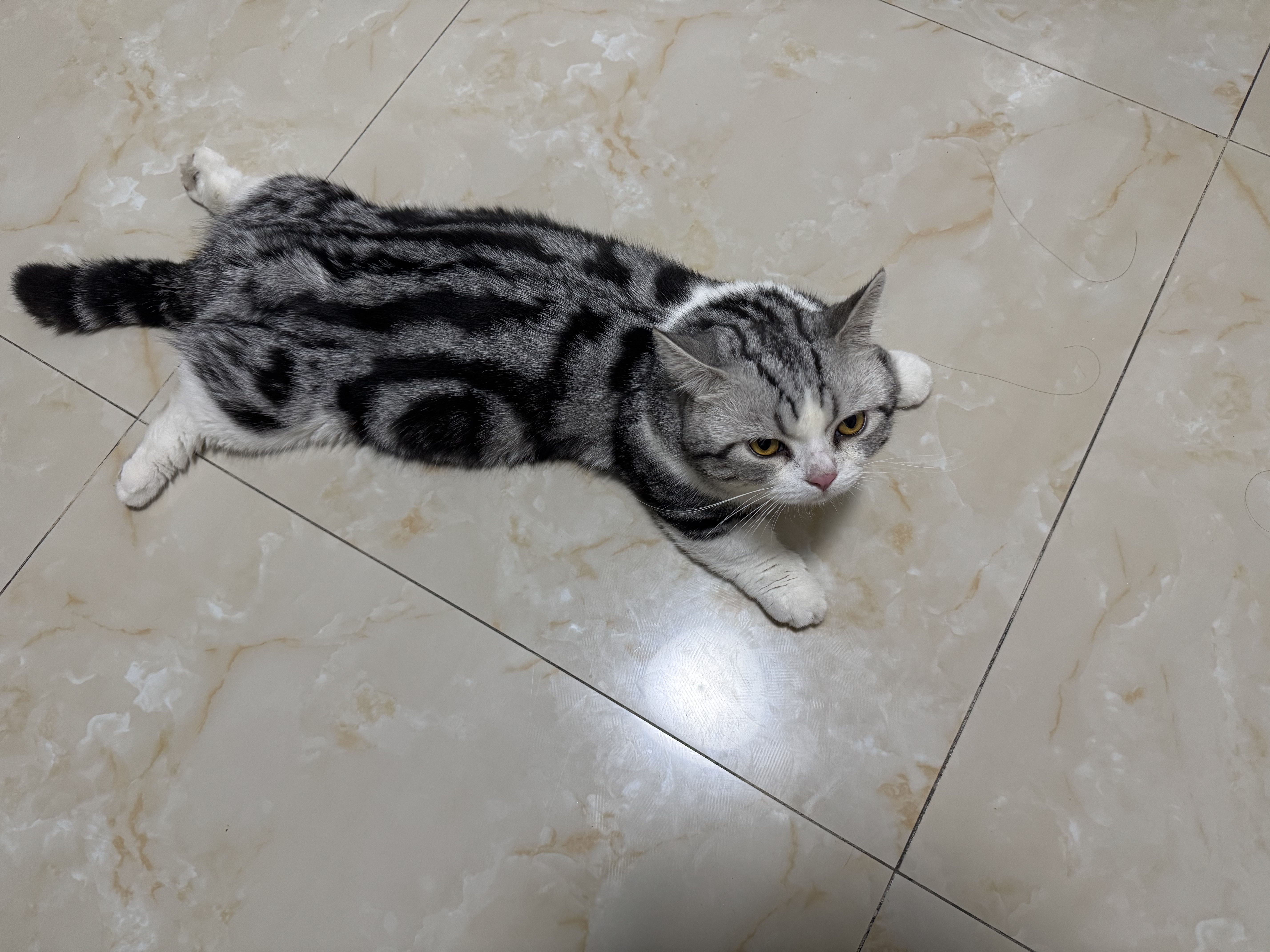 唯特医生犬猫【D生物素片】猫咪美毛防掉毛狗狗鱼油片宠物专用多维片300片 实拍图
