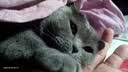 喵梵思猫主粮全价猫粮全期全种通用幼猫成猫营养宠物猫粮猫主粮 40%蛋白海辰3.6斤 2个月及以上 实拍图