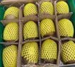 佳沛（zespri）新西兰金奇异果16粒经典果88-103g猕猴桃中秋节礼品送水果礼盒 实拍图