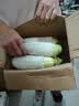【京东配送】山东新鲜西葫芦角瓜农家自种三月瓜茭瓜现摘现发 净重 5.7斤 带箱6斤 实拍图