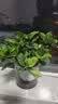 绿有意绿植盆栽多肉花卉盆栽植物室内桌面水培绿植办公室客厅植物懒人 清新3盆】栀子花+九里香+金枝玉叶 实拍图