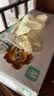 塞莫诗一次性乳胶橡胶手套高弹舒适 清洁实验100只/盒 乳白色 中号 实拍图