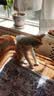 华元宠具（hoopet）猫咪绝育服母猫猫宠物小狗狗手术服透气断奶服公猫防舔术后用衣服 实拍图