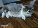 皇家猫粮 英短成猫粮 BS34 通用粮 12月以上 10KG 实拍图