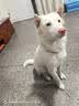 藻趣儿 狗粮 通用全价犬粮小中大型犬泰迪柯基金毛拉布拉多 【新升级蛋黄双拼】成犬粮12kg 实拍图