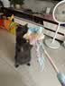 许翠花猫玩具猫咪逗猫棒星星造型发声逗猫棒长杆53cm 实拍图