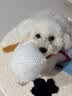 皇家狗粮幼犬成长礼盒（幼犬粮 800g+成犬粮 50g*5）小型犬 泰迪 贵宾 实拍图