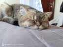 网易严选猫用薄荷饼干宠物幼猫成猫猫咪零食饼干薄荷味 95克 实拍图