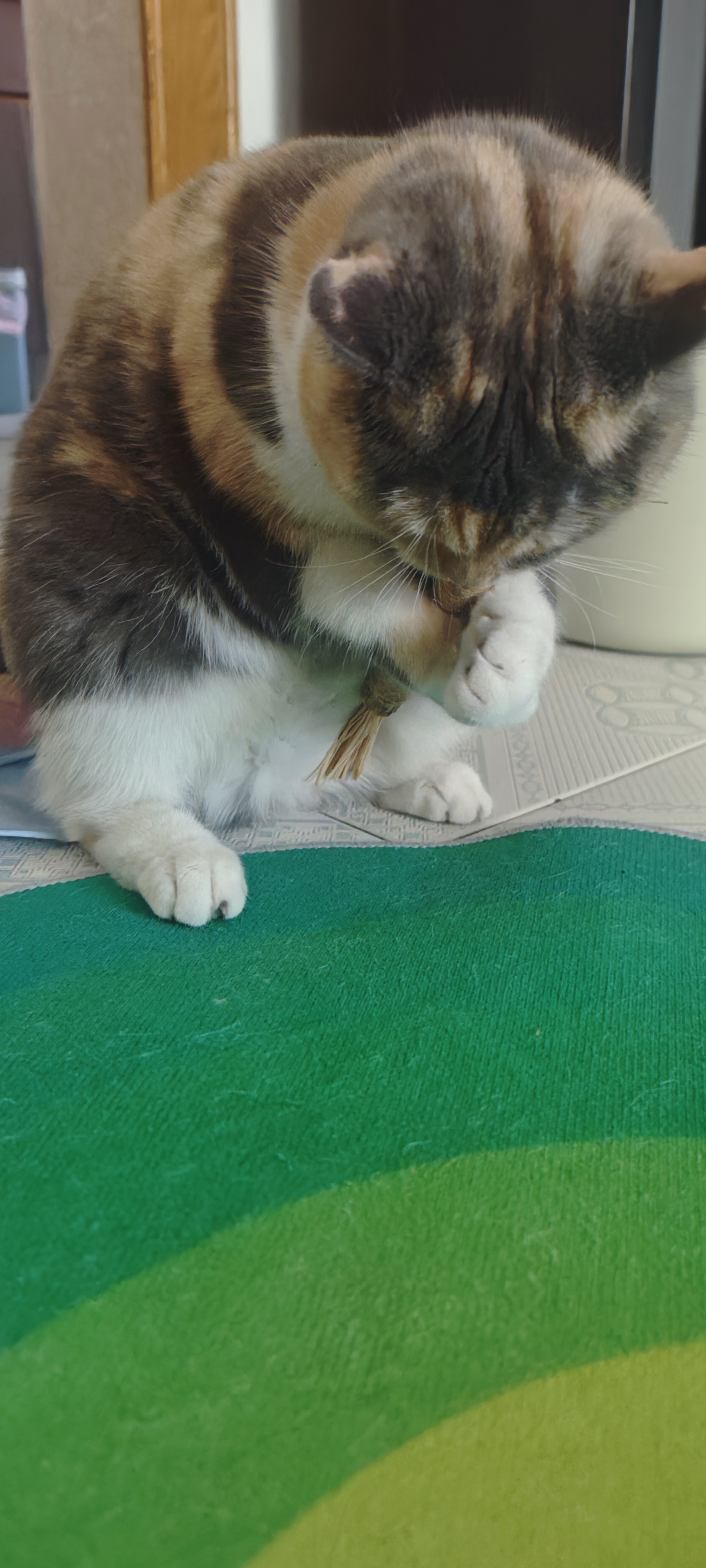 HOUYA猫薄荷木天蓼磨牙棒猫玩具逗猫棒猫咪宠物用品自嗨解闷 实拍图