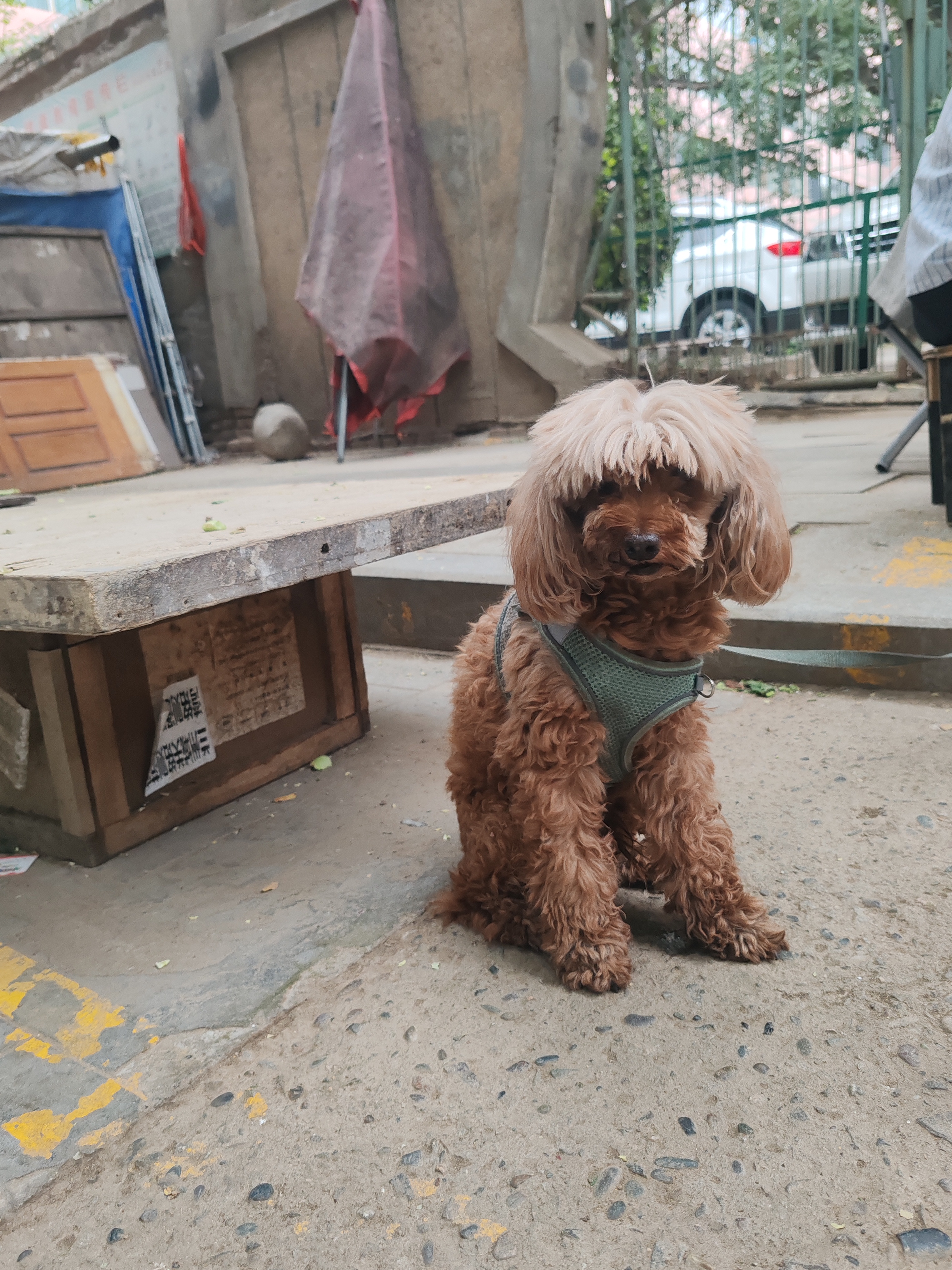 皇家狗粮 斗牛犬成犬狗粮 犬粮 宠物中型犬 FBA26 全价犬粮 ≥12月3KG 实拍图