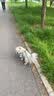 宝路狗粮老年犬狗粮 牛肉味1.8kg全犬种通用老年犬狗粮全价粮  实拍图