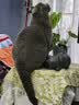皇家英短成猫粮 BS34 通用粮 12月以上 4.5KG 实拍图