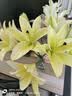 吉米鹿香水百合花鲜花A级【黄色12朵】3-4枝云南基地鲜切花束源头直发 实拍图