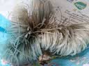 双塔粉条纯红薯粉条1000g 粉丝南北干货火锅食材地瓜粉炖菜火锅酸辣粉 实拍图