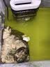 疯狂水草乌龟过滤器龟缸过滤器循环水泵系统吸粪便低水位静音3层净水全套 实拍图