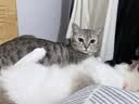 pidan混合豆腐猫砂 豆腐膨润土皮蛋猫砂除臭猫砂结团快 经典款2.4kg*4 实拍图