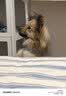 网易严选犬粮 全价冻干三拼鸡肉狗粮幼犬成犬小型中大型犬通用金毛 2kg 实拍图