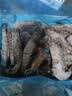 GUO LIAN国联特大号黑虎虾斑节虾无冰盐冻净重2斤20-30只海鲜家宴中秋礼品 实拍图