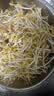 十月稻田 绿豆 500g 一级 低脂粗粮 东北杂粮 绿豆汤 可发豆芽 豆浆豆 实拍图