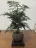 花行榜文竹盆栽绿植物室内客厅中式禅意盆景办公室摆件高端花卉源头直发 实拍图