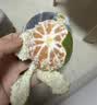 京鲜生云南青皮蜜桔 净重4.5斤 单果50mm+ 生鲜水果 源头直发包邮 实拍图